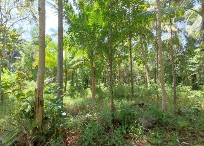 Lush green forest surrounding with a variety of trees