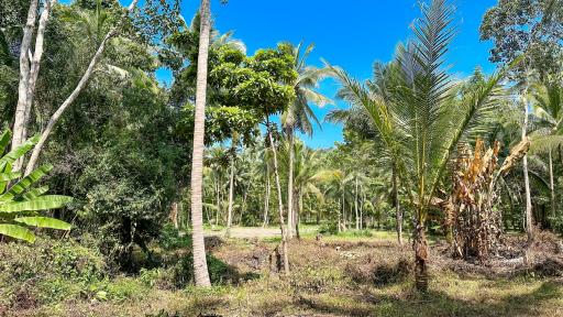 Lush green landscape with tropical palm trees under blue sky