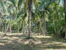 Lush green palm grove with potential for landscaping in a tropical environment