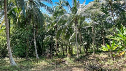 Lush greenery and tropical palm trees on a potential property