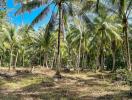 Tropical palm grove with clear skies