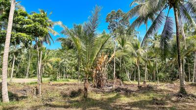 Tropical Coconut Grove with Clear Blue Sky
