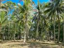 Tropical backyard with lush palm trees