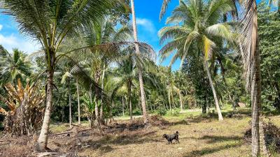 Sunny tropical landscape with coconut trees and a dog