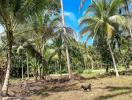 Sunny tropical landscape with coconut trees and a dog
