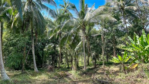 Lush green landscape with tropical trees and clear blue sky