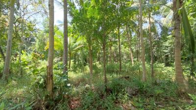 Lush green forest landscape with a variety of tropical trees and plants