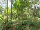 Lush green forest landscape with a variety of tropical trees and plants