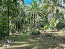 Tropical palm grove with lush greenery