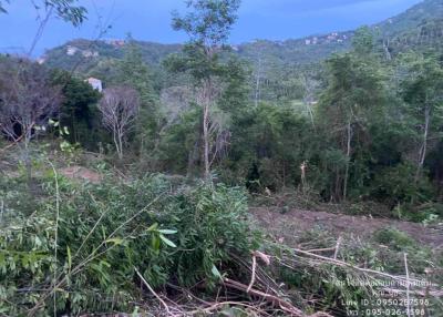 Views of forested land with potential for development