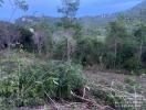 Views of forested land with potential for development