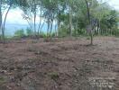 Vacant land with a view of the sea and surrounding trees