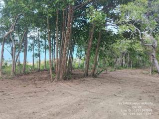 Forest area near a property with clear ground and dense trees