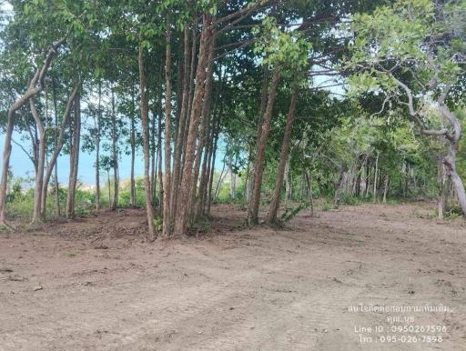 Tranquil outdoor area with trees and a glimpse of the sea