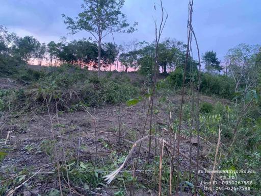 Sparse trees and underbrush on a piece of land at dusk