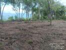 Rural Land Plot with Trees and Sea View