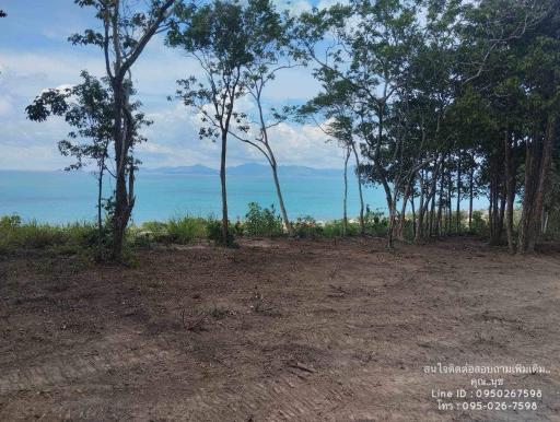 Picturesque seaside landscape with trees and a clear view of the ocean