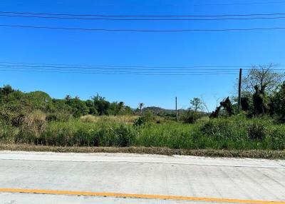 Empty lot with wild vegetation and a clear blue sky