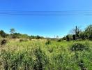 Spacious overgrown field with clear blue sky