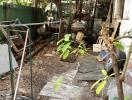 Messy backyard with overgrown foliage and scattered items