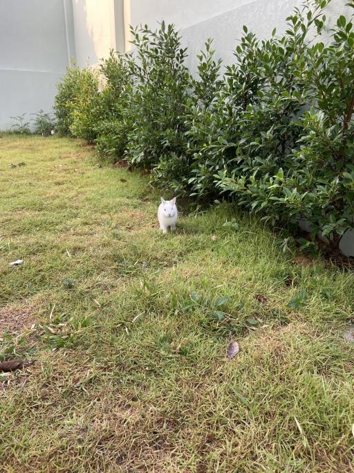 Cozy garden area with green lawn and shrubs featuring a small white cat