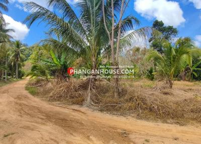 Tropical landscape with palm trees and unpaved road