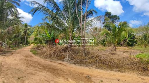 Tropical landscape with palm trees and unpaved road