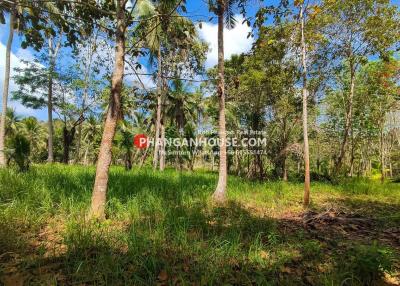 Lush green land with tropical trees and vegetation under a clear sky