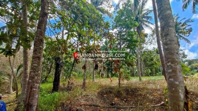 Tropical garden with lush green trees and vegetation