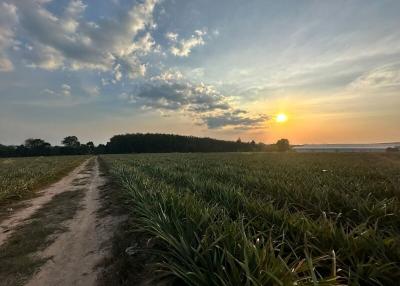 Sunset view over a rural landscape with a dirt road