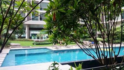 Residential pool surrounded by lush greenery