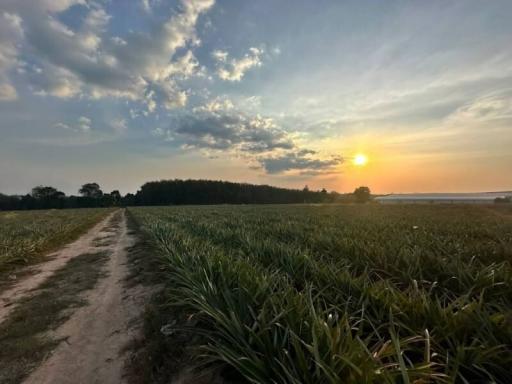 Sunset view over a rural landscape with a dirt road