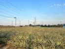 Open land with power lines and clear skies