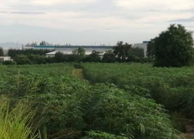 View of dense vegetation with Industrial Buildings in the Background