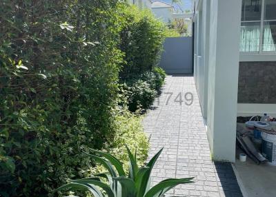 Narrow pathway alongside a residential building with green hedge and potted plants