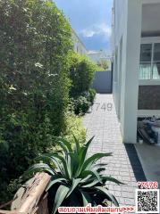 Narrow pathway alongside a residential building with green hedge and potted plants