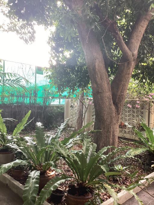 Cozy garden area with greenery and potted plants