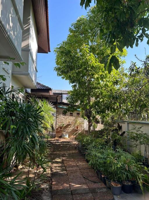 Pathway in the garden of a residential property with lush greenery