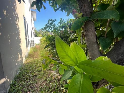 Lush greenery in the yard of a residential home