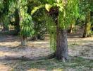 Lush green garden with tropical trees