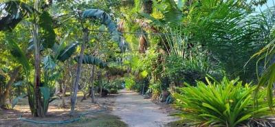 Lush green garden pathway surrounded by tropical plants
