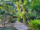 Lush green garden pathway surrounded by tropical plants