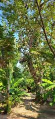 Lush green garden path with a variety of plants and trees