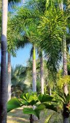 Tropical garden with tall palm trees and lush greenery