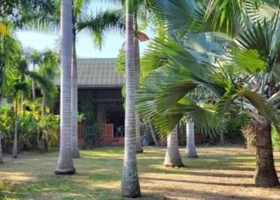 Spacious garden with palm trees in front of a house