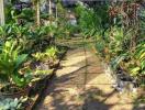 Lush green garden pathway surrounded by thriving plants