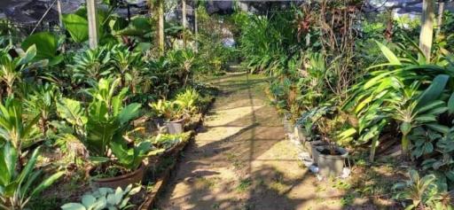 Lush green garden pathway surrounded by thriving plants