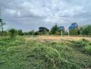 Vacant lot with overgrown vegetation near a street