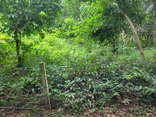 Land 1 and a half Rai for sale Huay Yai