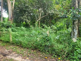 Land 1 and a half Rai for sale Huay Yai